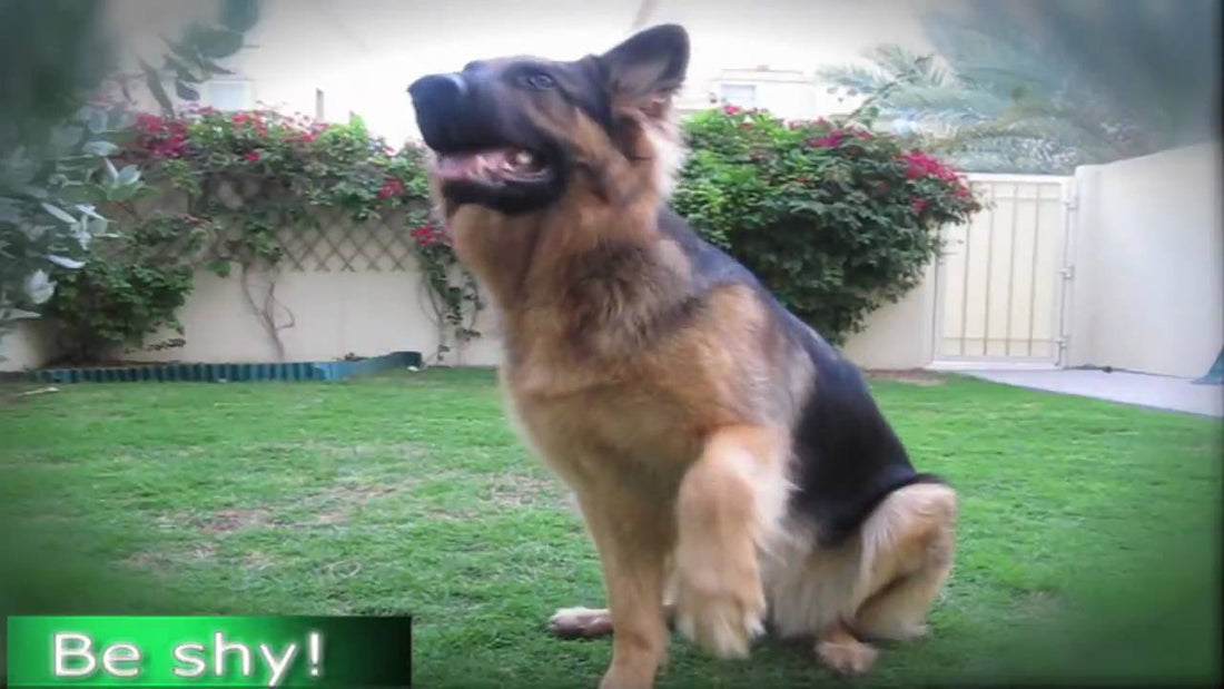 This German Shepherd Is Trained To Be Shy! In Less Than 50 Seconds You'll Fall In Love! #JustAdorable!