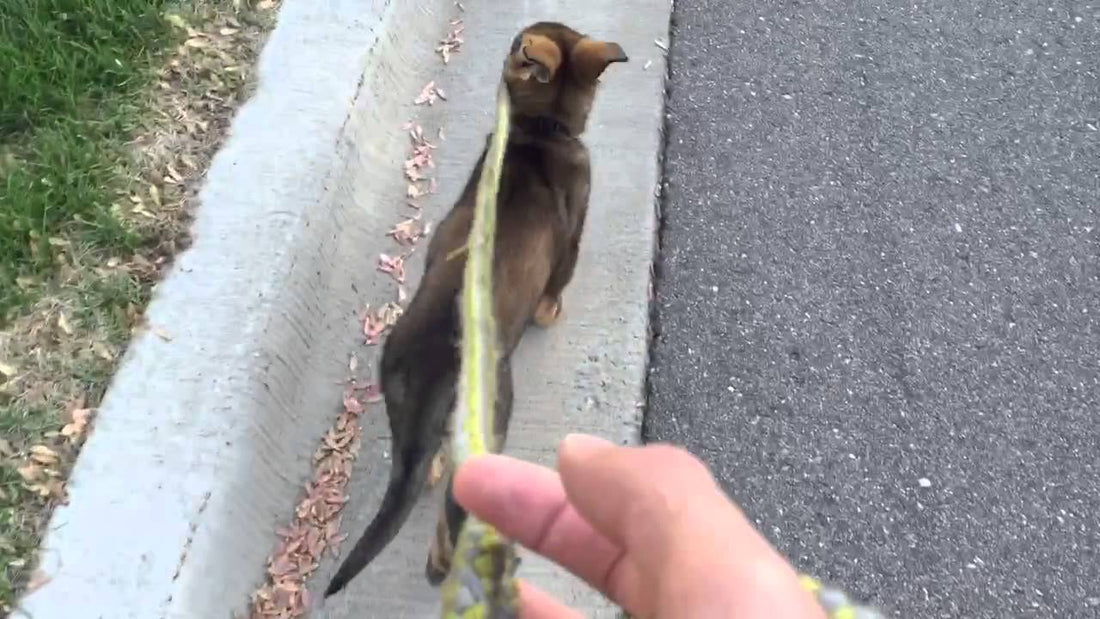 This German Shepherd Is Walking...His Human?! Yep! What A Hero! #TryingToBeBrave!