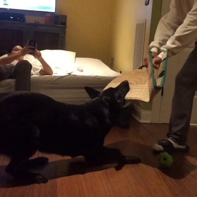 This German Shepherd Just Proved To His Person That He's The Strongest Of All!