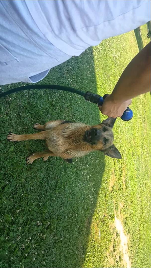 This German Shepherd Knows Exactly How To Beat The Summer Heat! #CoolAsIce!