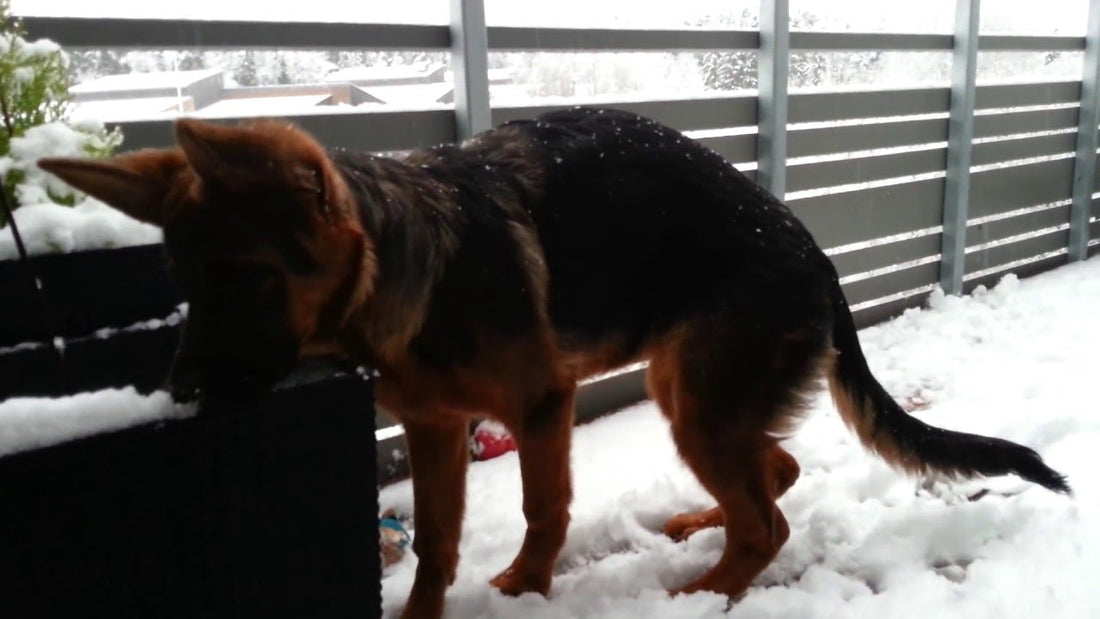 This German Shepherd Loves The Snow, So When It Snowed, She Went Nuts!