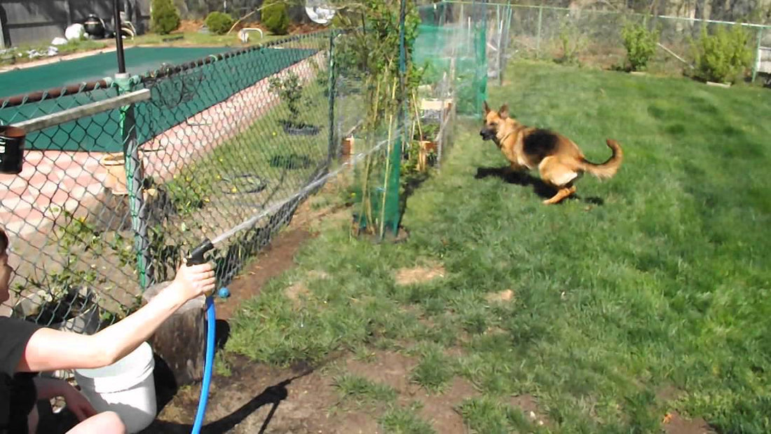 This German Shepherd Loves To Play With One Thing And One Thing Only - The Water Hose!