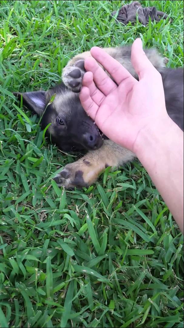 This German Shepherd Puppy Absolutely Loves Tickles And Cuddles! #WayOfLife!