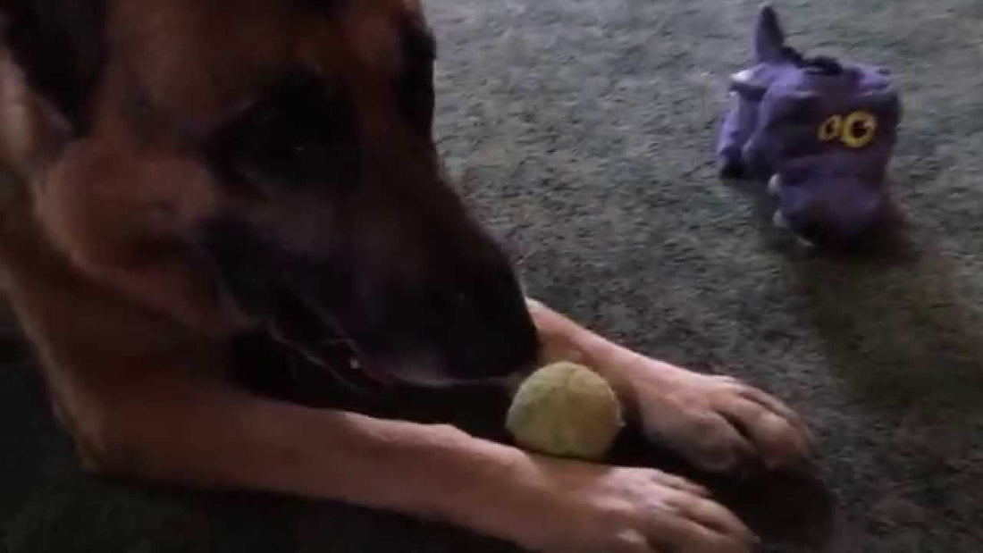 This German Shepherd Teaches You One Important Life Lesson - You're Never Too Old To Play!