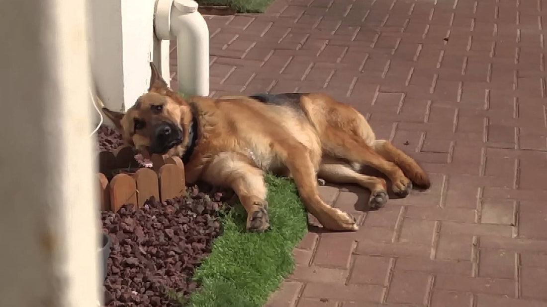 This German Shepherd Was Guarding The House...But THIS Is What They Caught Him Doing!
