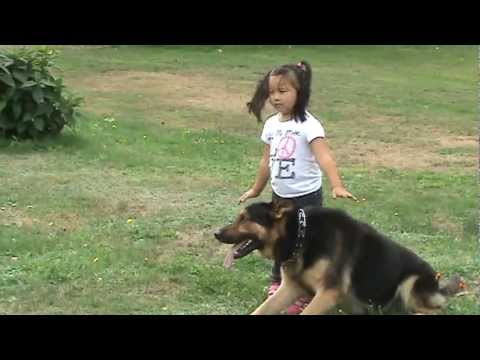 This German Shepherd Was Protecting His 4-Year Old Human, Then He Showed His Loyalty!