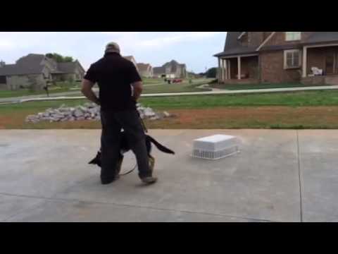 This German Shepherd Will Do Anything To Make His Person Happy! #TrainingLikeABoss!