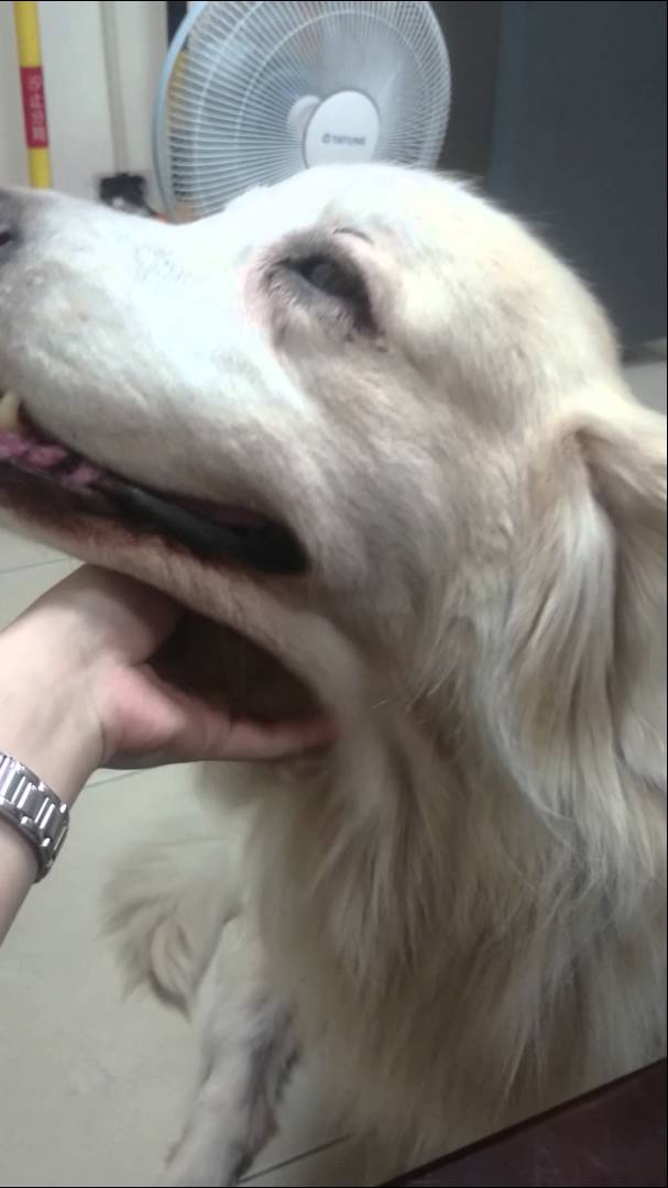 This Golden Retriever Can't Get Enough! She Wants More And She's Smiling Too! #KeepGoing!