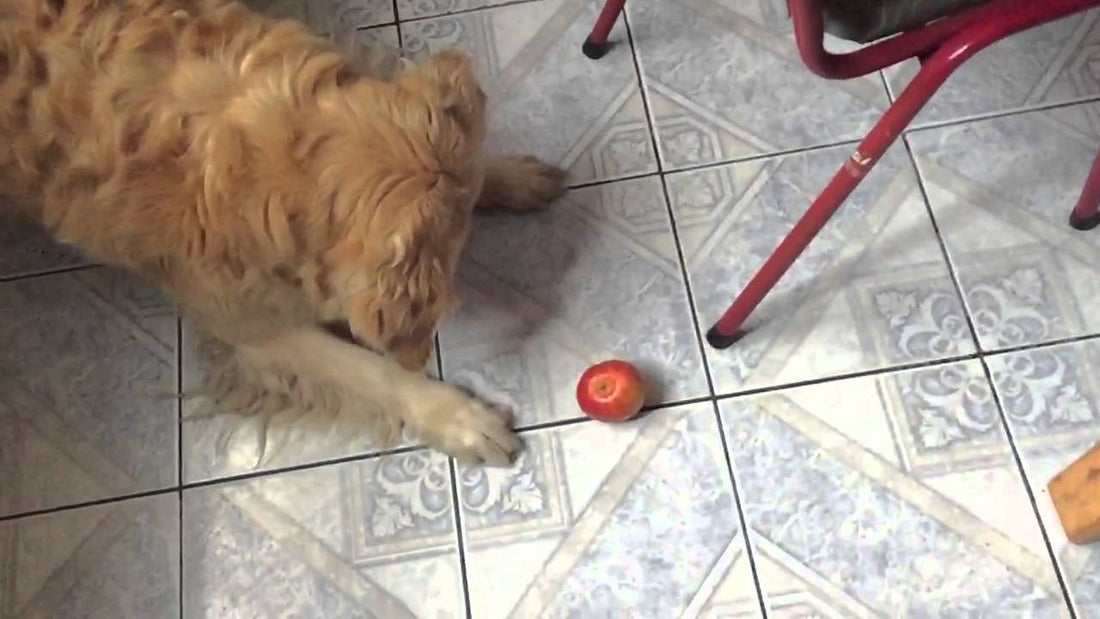 This Golden Retriever Gets So Intimidated By This Apple That He Can't Help But Attack It!