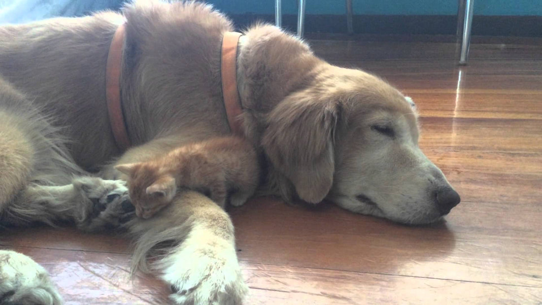 This Golden Retriever Has A Best Friend - A Kitten! Best Example Of #FriendsWithoutDiscrimination!