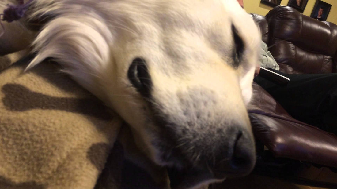 This Golden Retriever Is Asleep. Is She Trying To Sneeze Or Is She Dreaming?! #YouDecide!