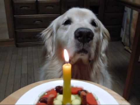 This Golden Retriever Is Celebrating His 7th Birthday In The Most Special Way! #HappyBirthday!