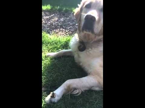 This Golden Retriever Is Probably The Most Obedient One On The Planet!