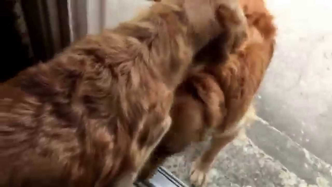 This Golden Retriever Is So Happy to See Her Father You Won't Believe This! #DaughterLove