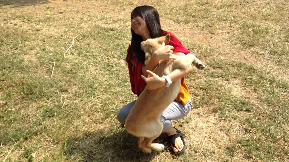 This Golden Retriever Is So Happy To See His Person That He Can't Contain Himself!