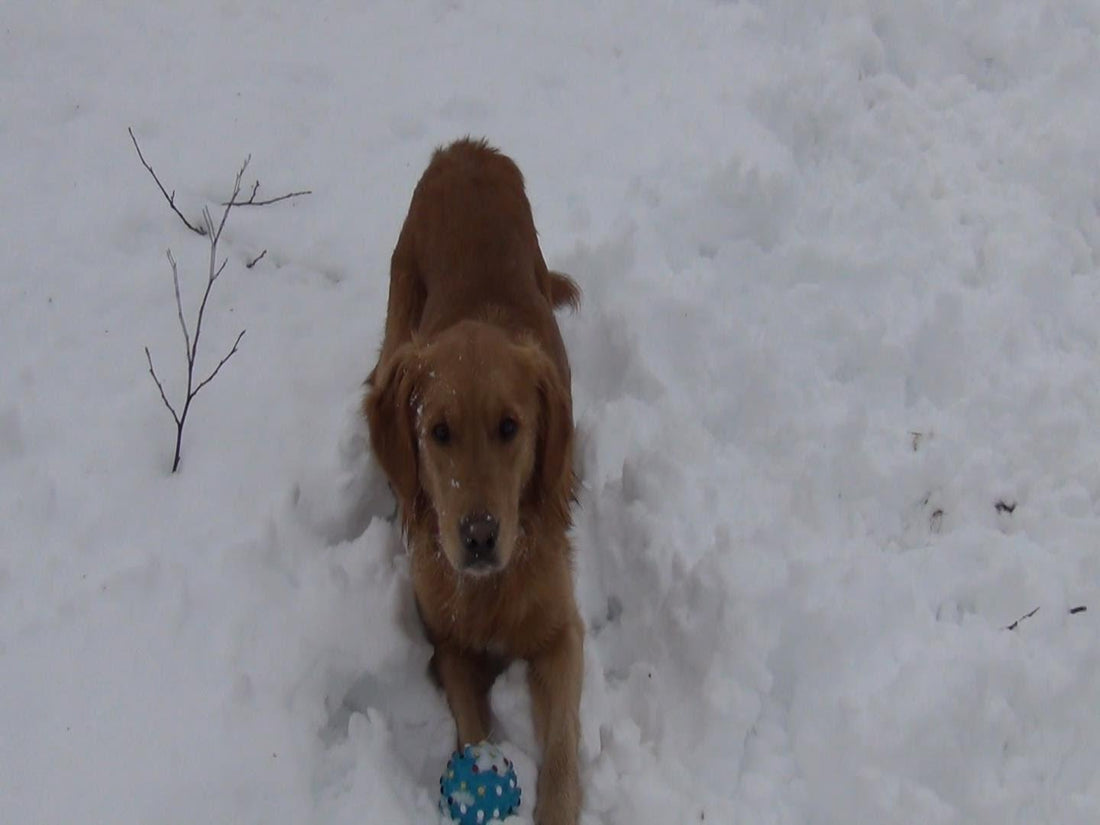 This Golden Retriever Loves His Toy, But When It Squeaks, He Gets Super Confused!