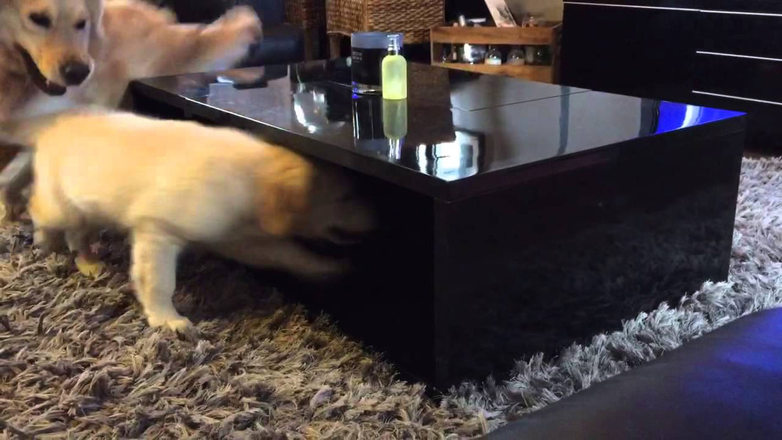 This Golden Retriever Outsmarts His Big Brother At Coffee Table Game!