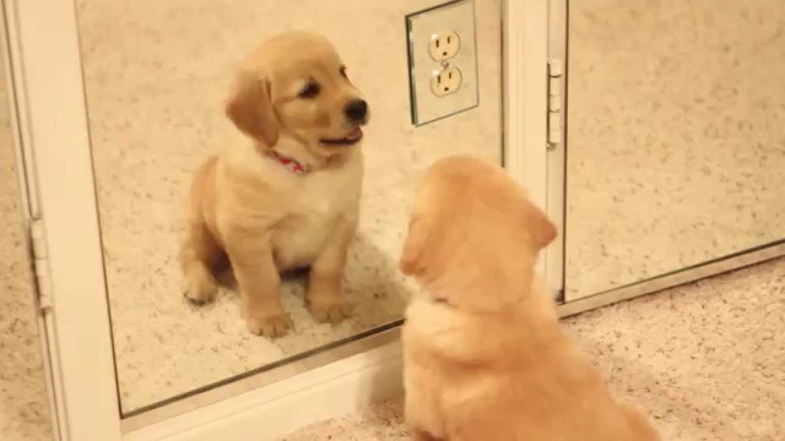 This Golden Retriever Pup Looks In The Mirror And Thinks There's Two Of Her! Results? Hilarious!