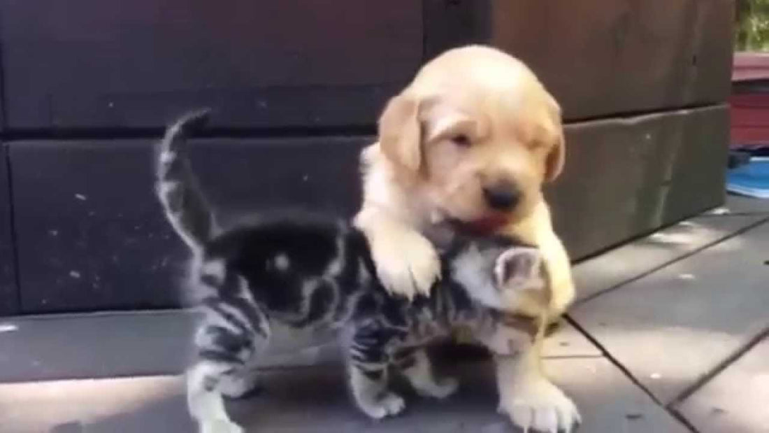 This Golden Retriever Puppy Is In Love With His New Best Friend - A Tiny Kitten?!