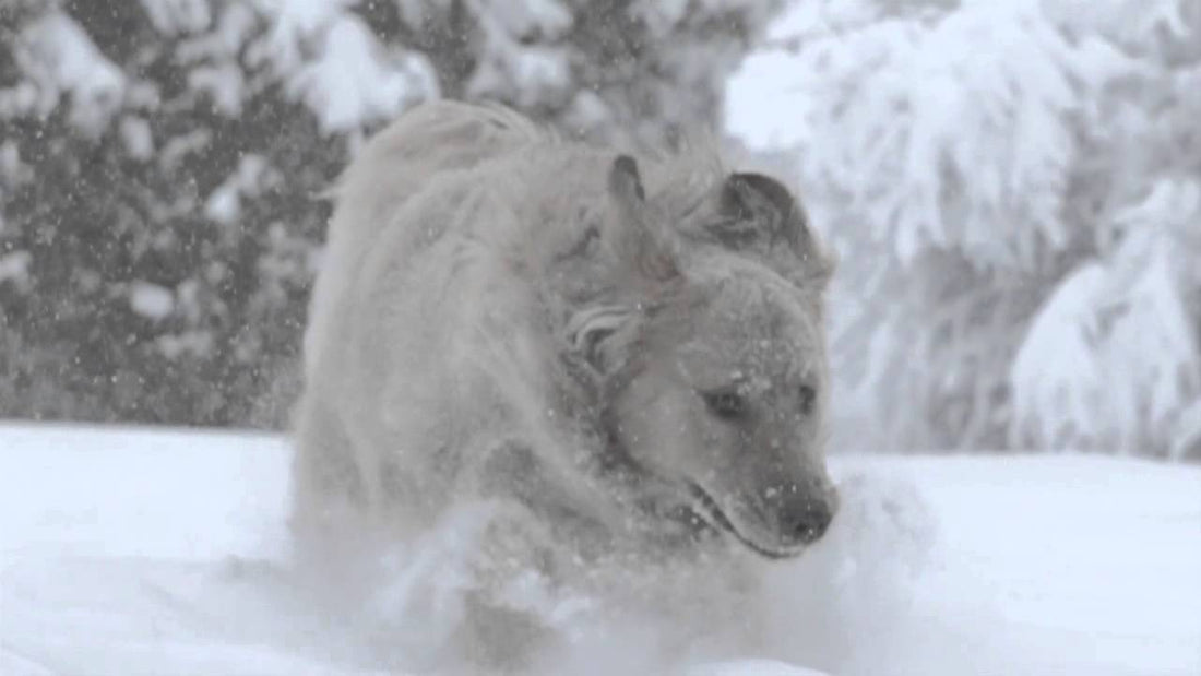 This Golden Retriever's Slo-Mo Winter Shot Is Extremely Mesmerizing! Prepare To Be Blown Away!