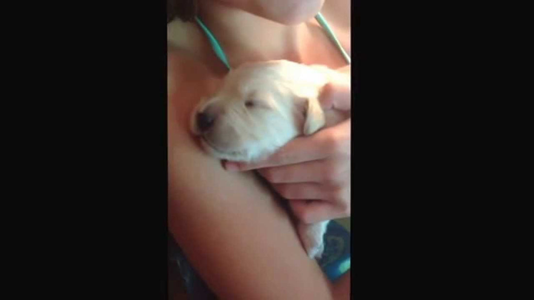 This Is By Far The Cutest Golden Retriever Video I've Seen Today! #SoCute&Cuddly!