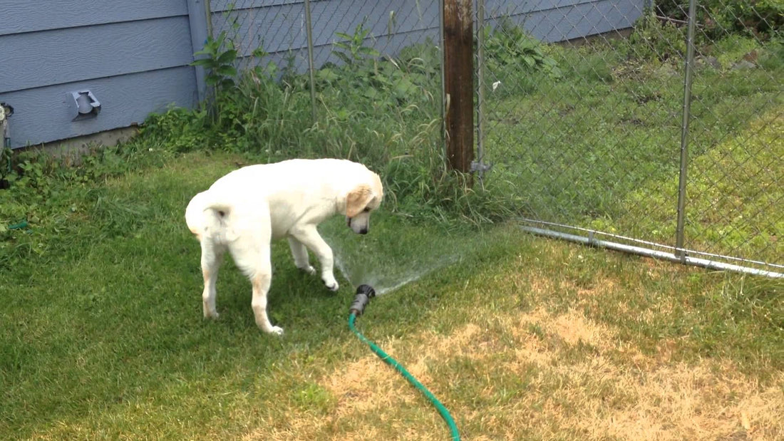 This Is Fluffy The Vampire Labrador. No She Isn't Afraid Of The Sun! Her Specialty? The Water Hose!