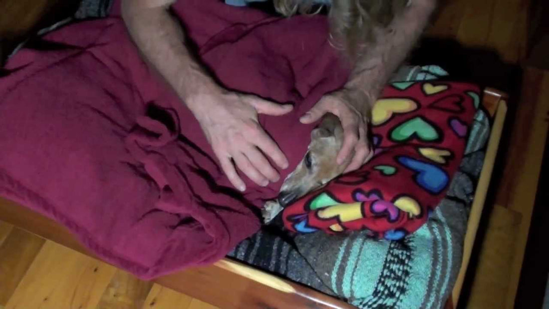 This Is How Every Dog Should Be Tucked In! Watch Martin The Doxie Get Tucked In For The Night!