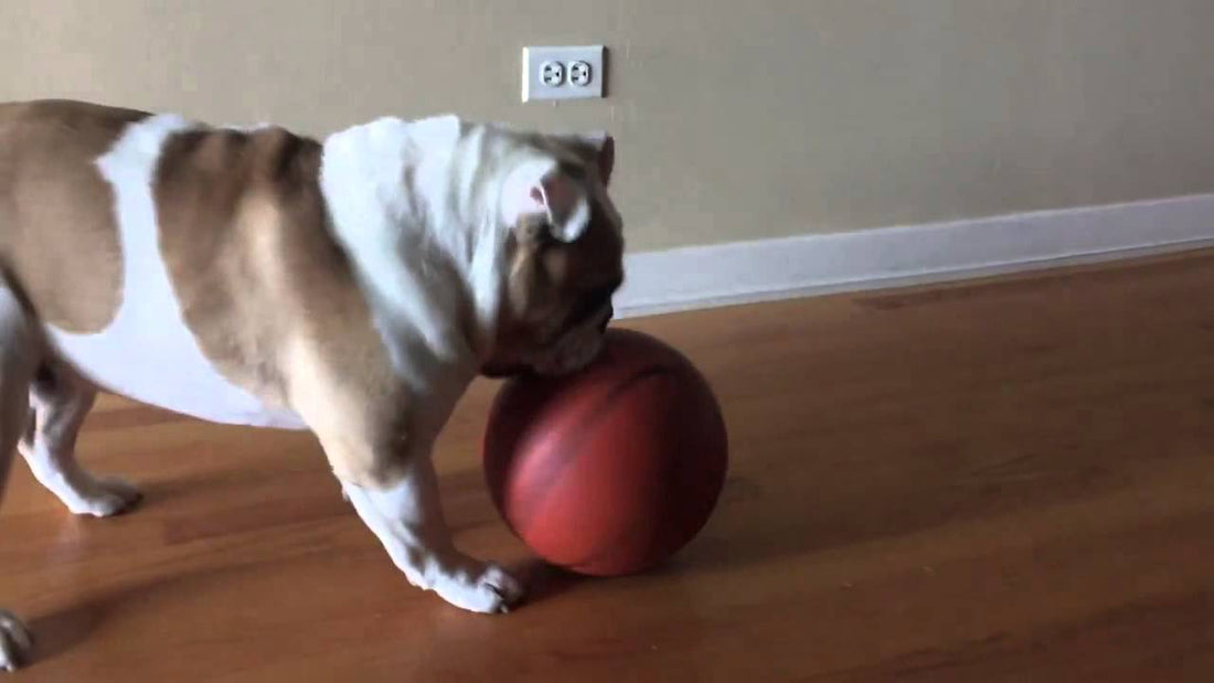 This Is Oslo, An English Bulldog Training To Be A Professional Basketball Player! #DropYourJaw!