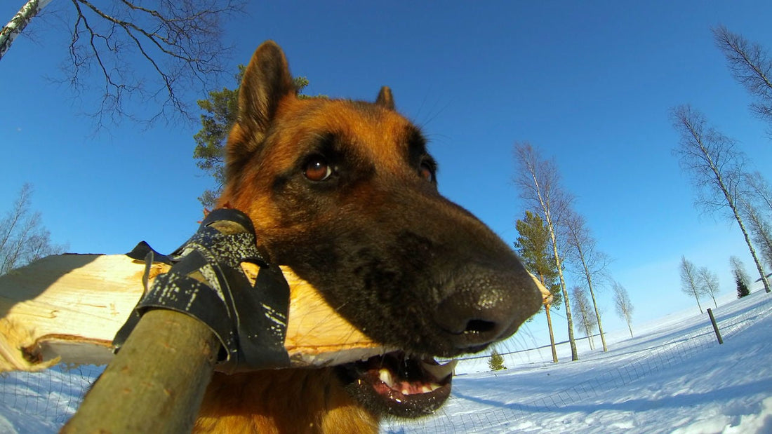 This Is Possibly The BEST German Shepherd Video You'll See Today!