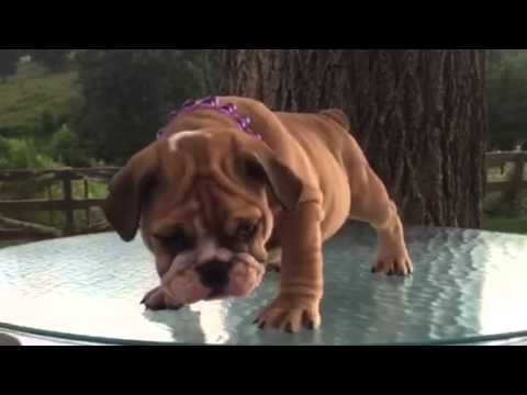 This Is Probably The Only Way They Could Get This English Bulldog To Pose For The Camera!