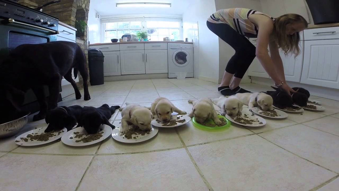 This Is The Cutest Family Dinner We've Ever Seen! Lab Puppies Weaning For The First Time!