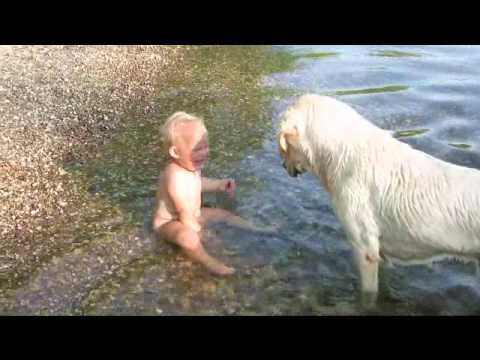 This Is The Cutest Video I've Seen! Labrador + Baby = Simply Amazing!