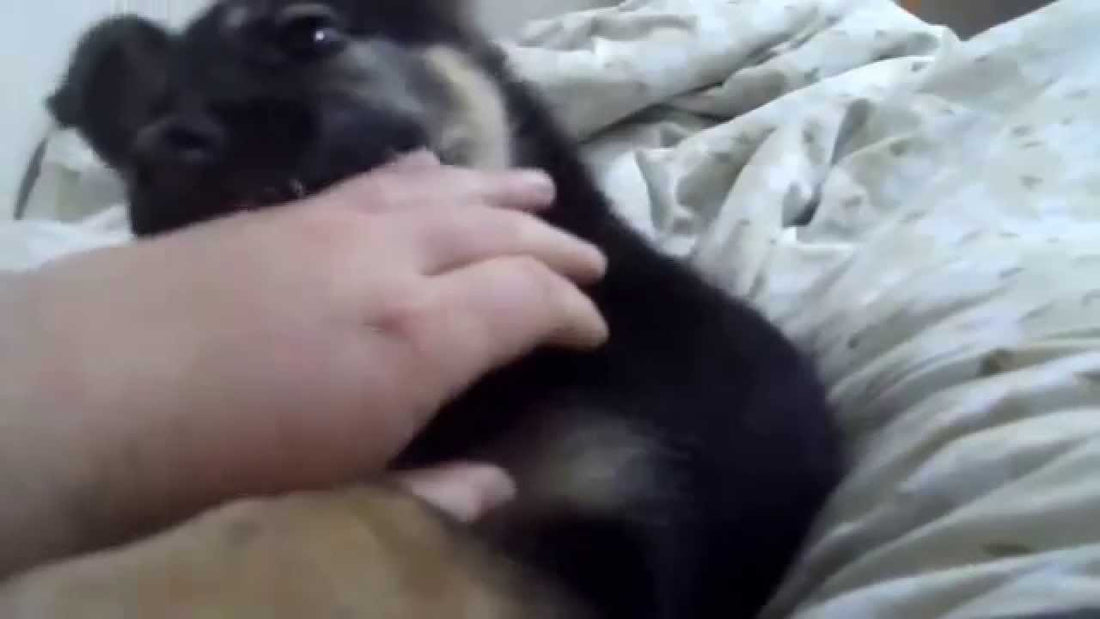 This Is The Most Adorable German Shepherd Pup EVER! See Him Acting Like A Baby!