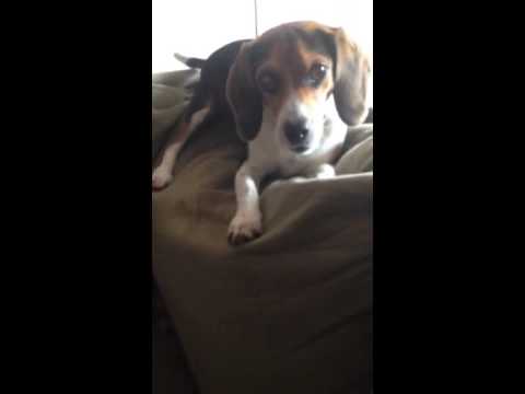 This Is The Most Playful Beagle I've Seen In My Life! Look At Him Play With His Person!