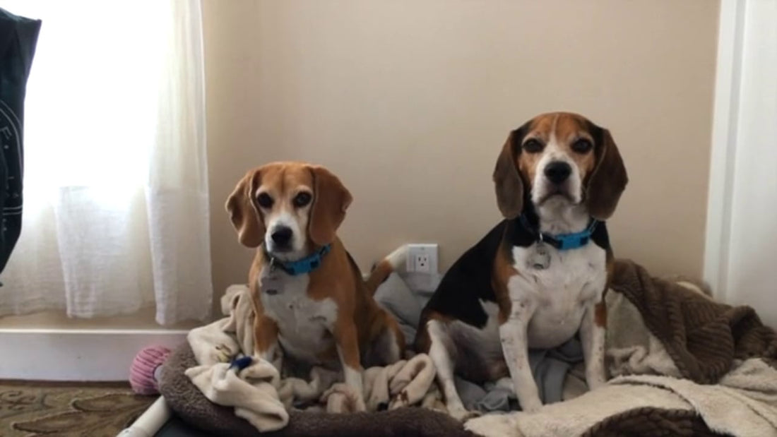 This Is What Life Is The Beagle Way! See How These Beagles Spend Their Day!