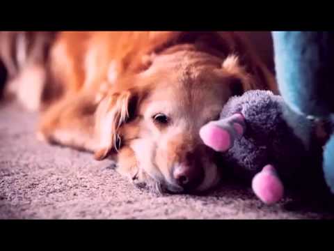 This Is Why God Made Dogs - A Must See For All Dog Lovers!