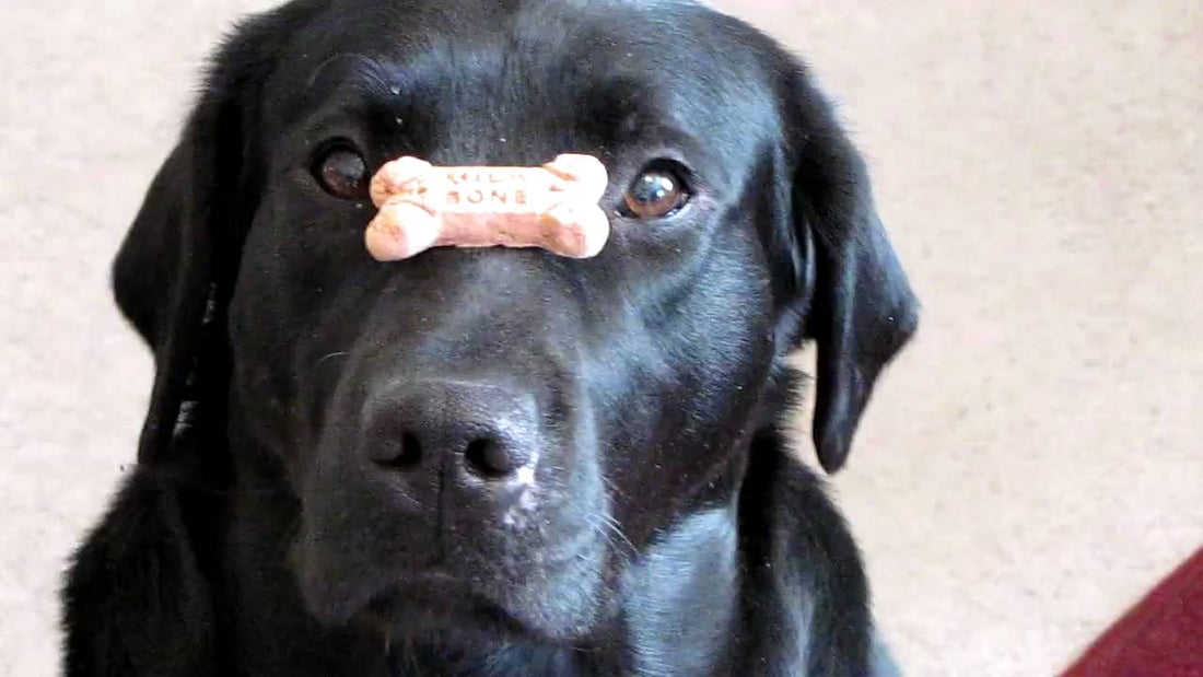 This Lab Has More Restraint Than Most PEOPLE!