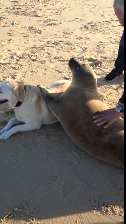 This Labrador Definitely Didn't See This Coming! I Bet He'll Remember This Forever!