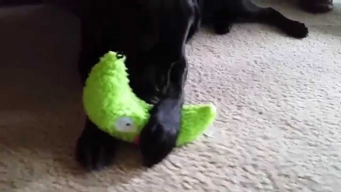 This Labrador Is Definitely And Completely In Love With Her New Squeaky Toy! #ChildAtHeart!