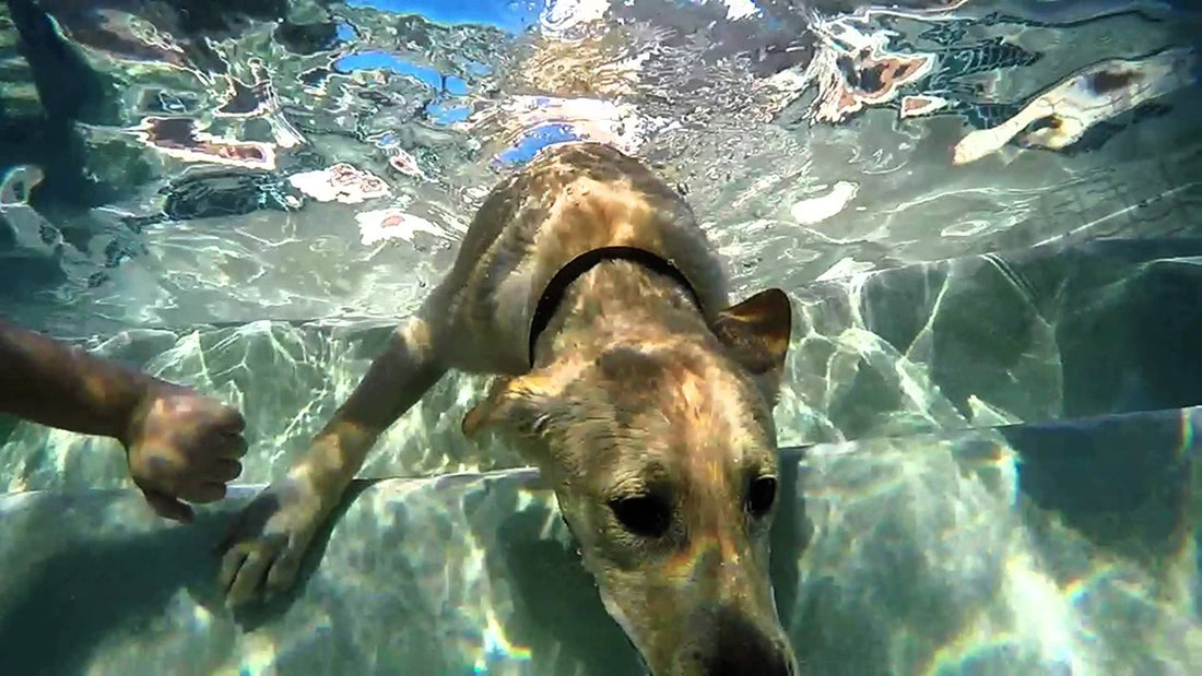 This Labrador Is Learning to Hold His Breath Under Water And It's Amazing!