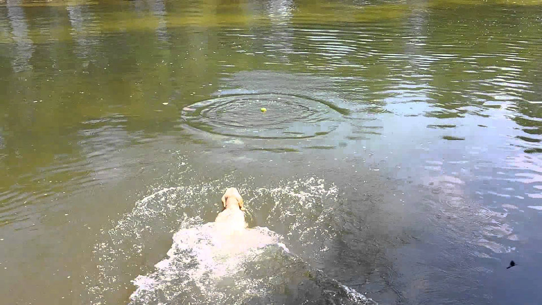 This Labrador Knows No Boundary When It Comes To His Love - The Tennis Ball!