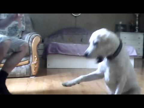 This Labrador Loves Just One Thing To Play With - Soap Bubbles! Wohoo!!