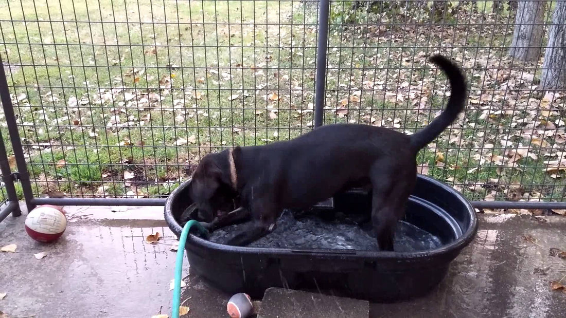 This Labrador Loves Playing With Water So Much He Just Couldn't Resist!