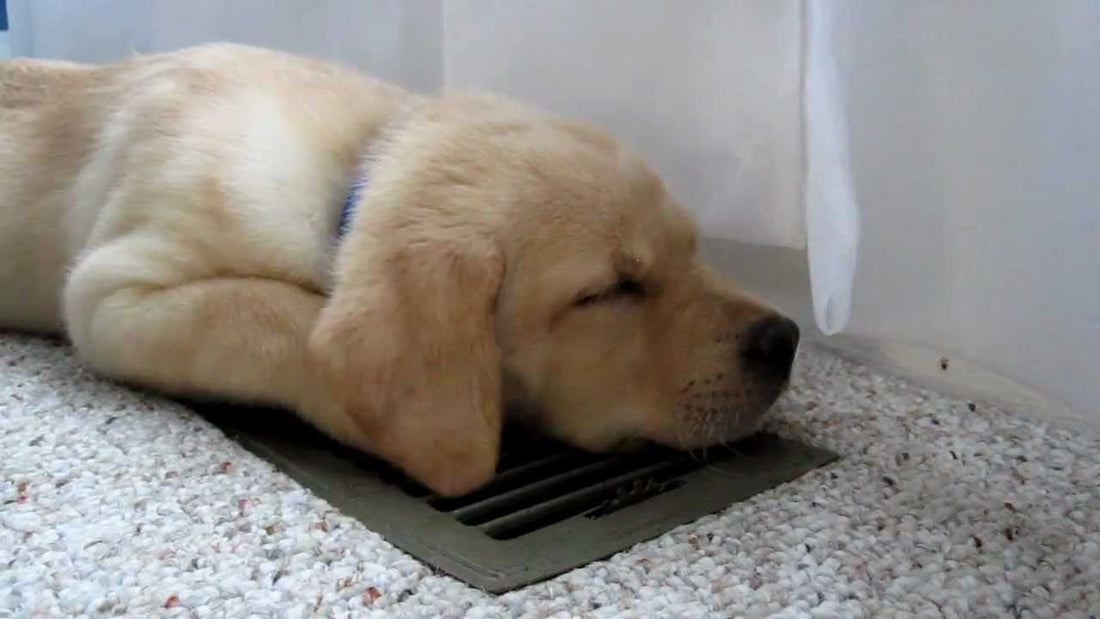 This Labrador Pup Knows How to Beat Summer Heat! We Definitely Need To Learn From Her!