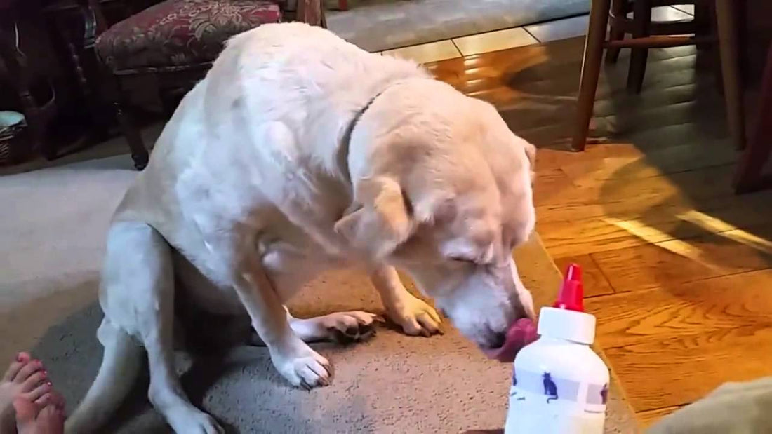 This Labrador Smiles To Avoid His Ear Medicine! You Can Smile, But You Can't Escape!