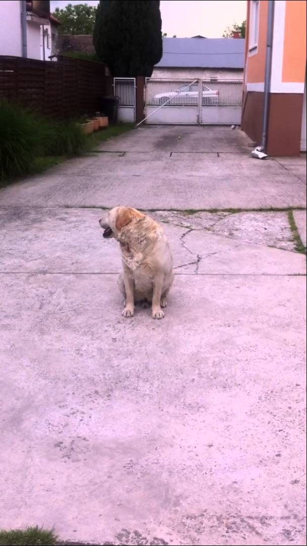 This Labrador Was Asked To Be More Active, Then They Threw The Ball. His Reaction? #FacePalm!