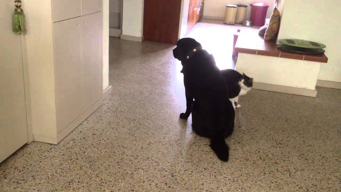 This Labrador Was Just Minding His Business, But The Cat Had To Do This! #BadKitty!