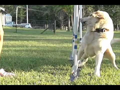 This Labrador Weaving The Poles Is The Best Thing You'll See Today!