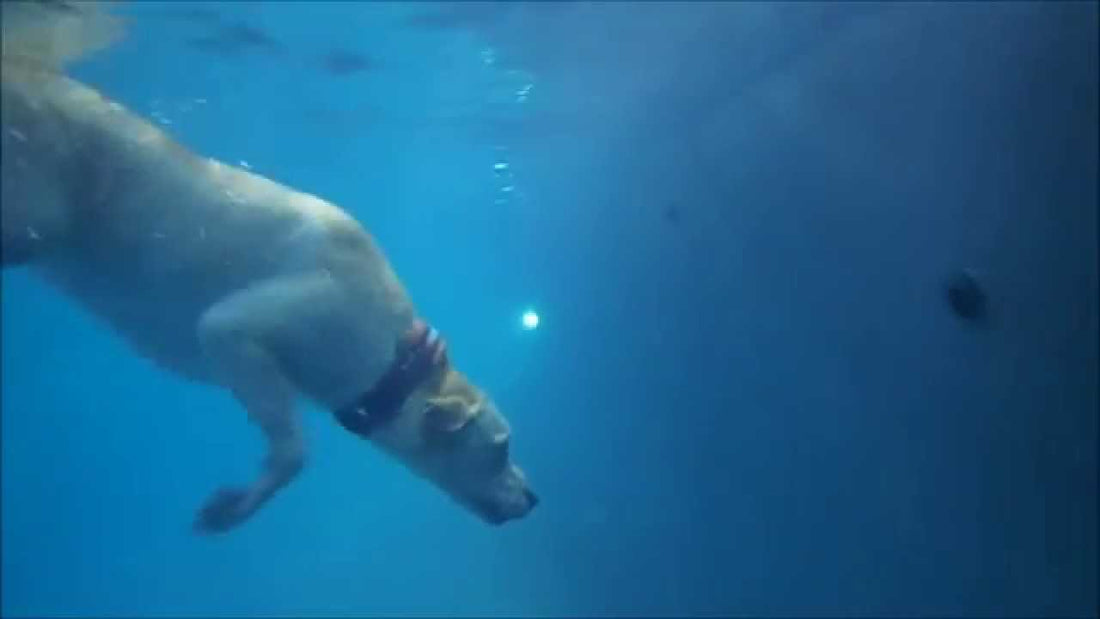 This Labrador's Favorite Toy Is Deep In The Pool. How She Retrieves It Will #DropYourJaw!