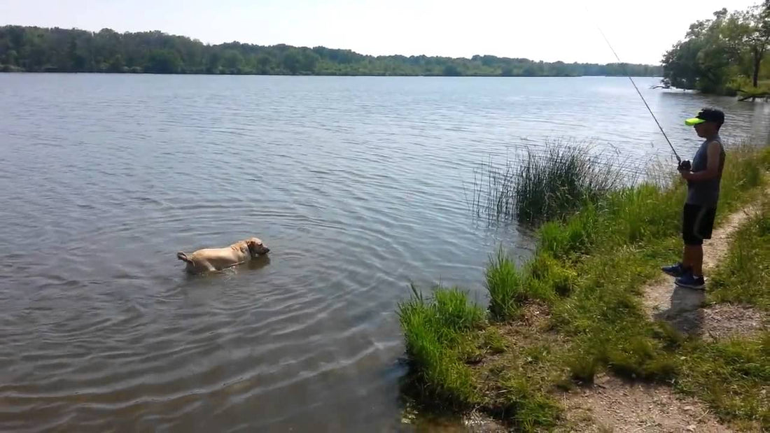 This Labrador's First Time In A Lake Will Make Your Day! Amber Goes Fishing!